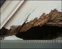 Squirrel damage in Gainesville VA