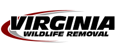 Gainesville Wildlife Removal